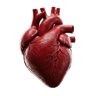 Heart icon